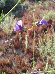 antirrhinum kelloggii